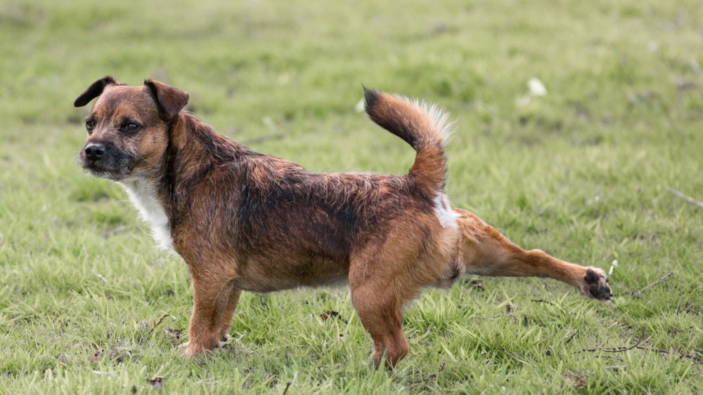El perro marca el territorio raspando la tierra con las patas traseras.