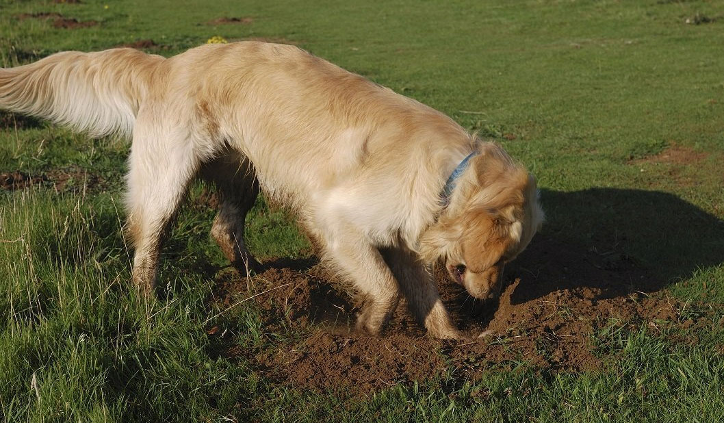 El perro entierra un hueso.