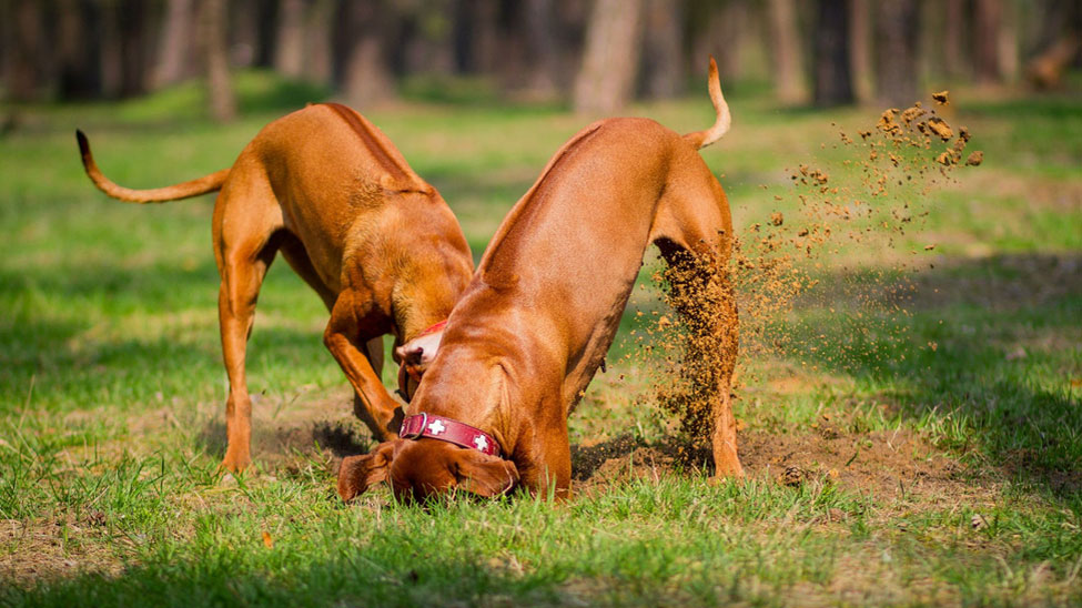 ¿Se puede desacostumbrar al perro a cavar hoyos?