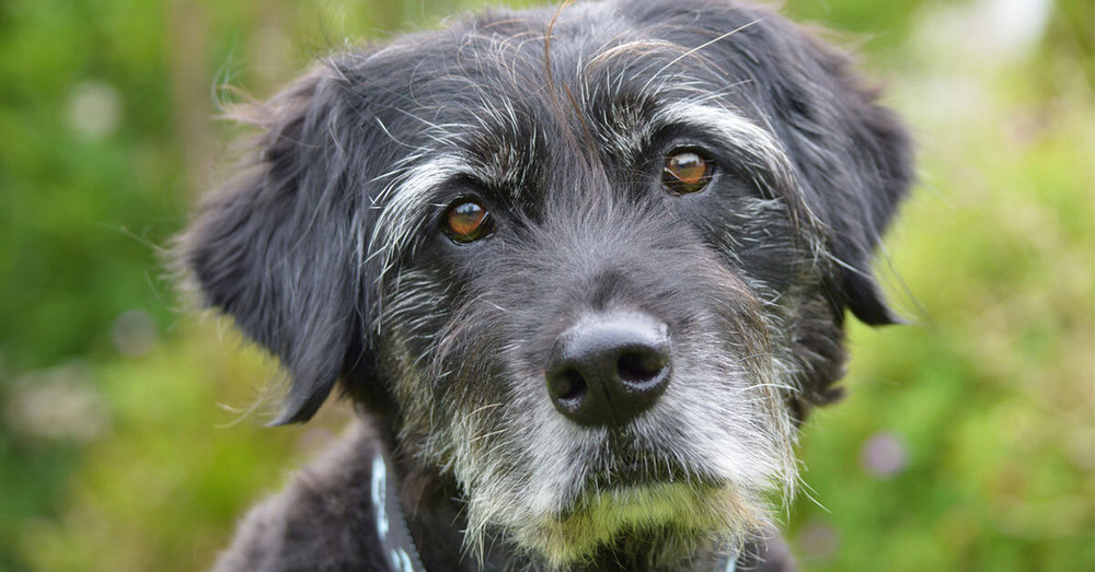 Perro con canas