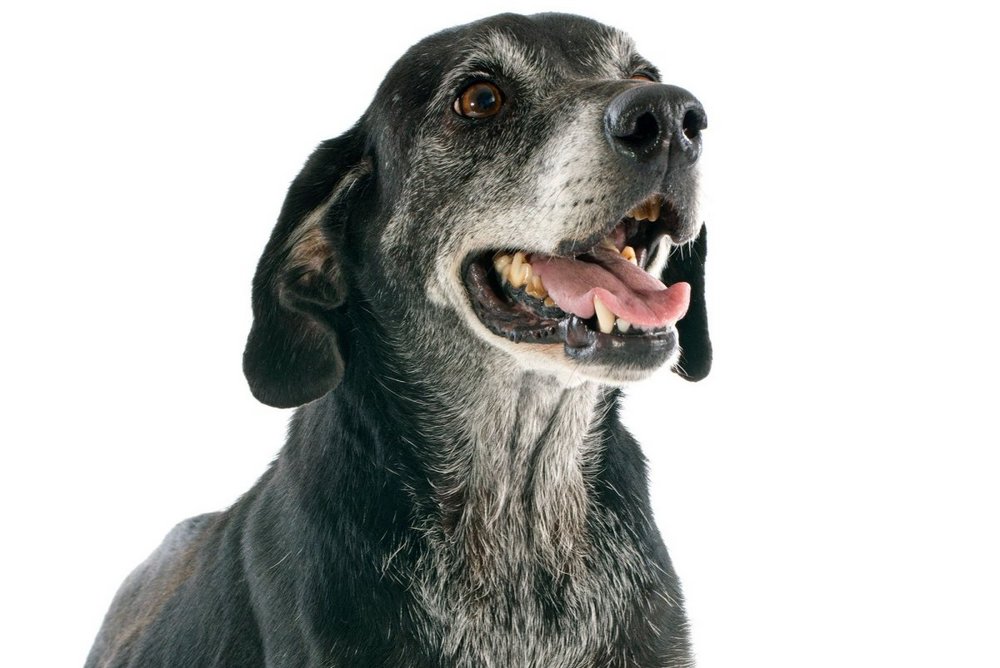 Perro con canas