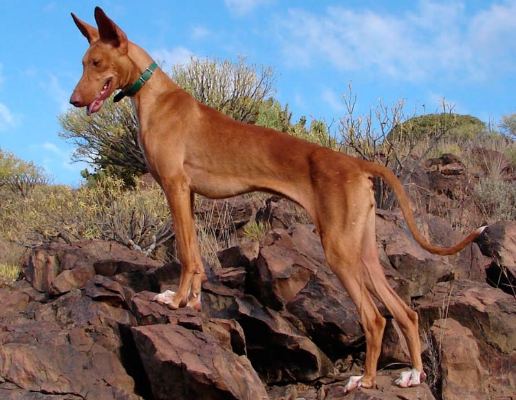 Perro de raza Podenco canario