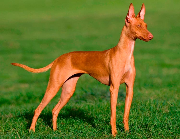 Raza de perro Podenco canario