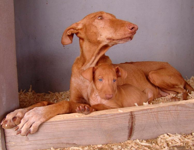 Podenco canario con cachorro