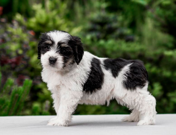 Cachorro de pastor polaco de las llanuras