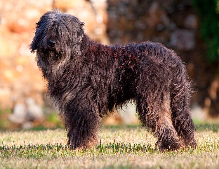 raza de perro Pastor portugués