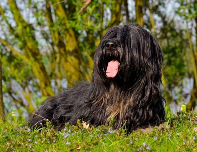 perro de la raza Pastor portugués