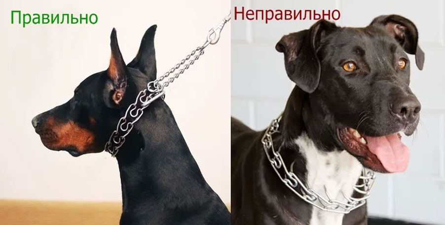 collar de pinchos correcto