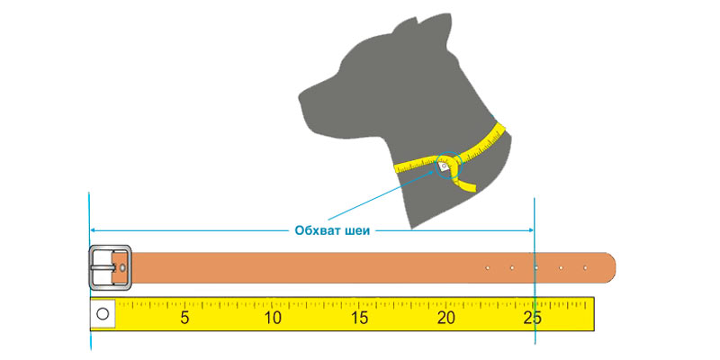 Cómo se mide el perímetro del cuello y se elige el collar para el perro