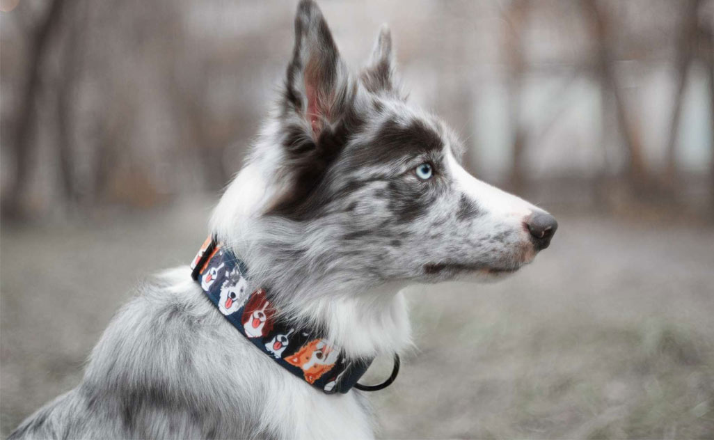 perro con collar