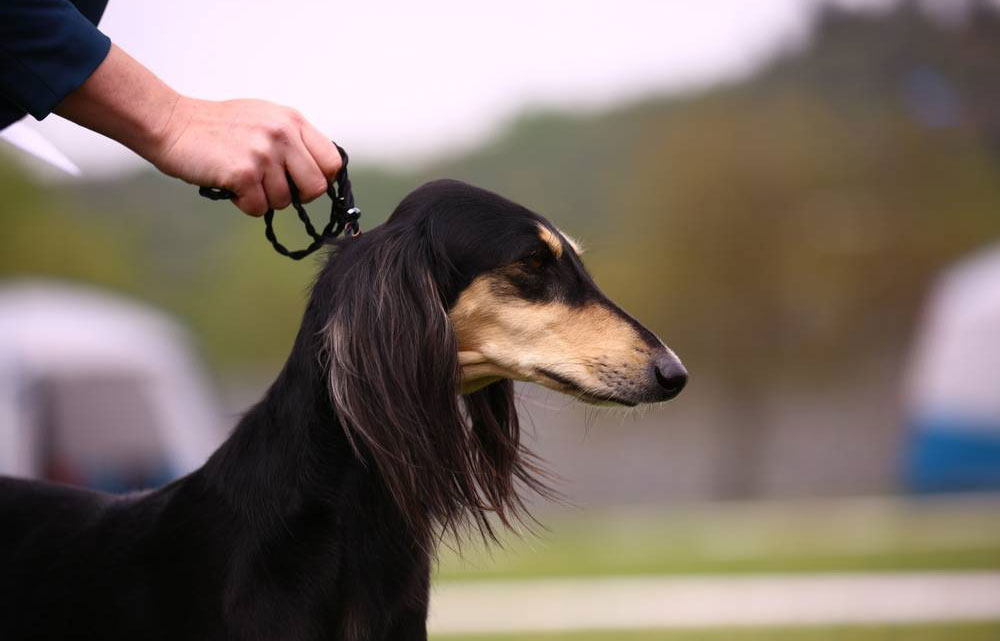 Cómo elegir una correa de ring para perro