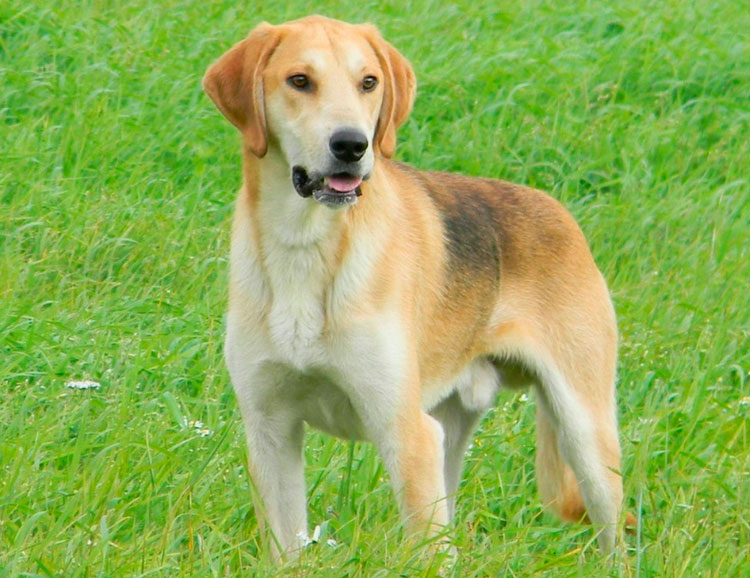 raza de perro sabueso ruso