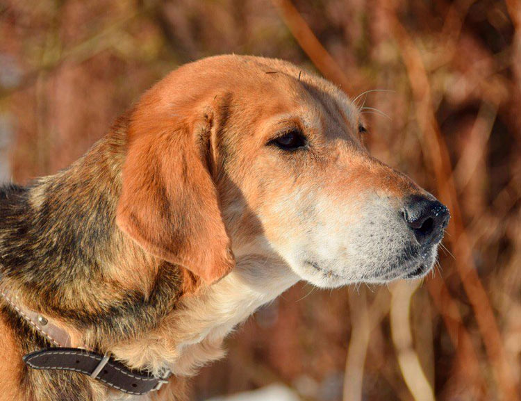 perro de la raza sabueso ruso
