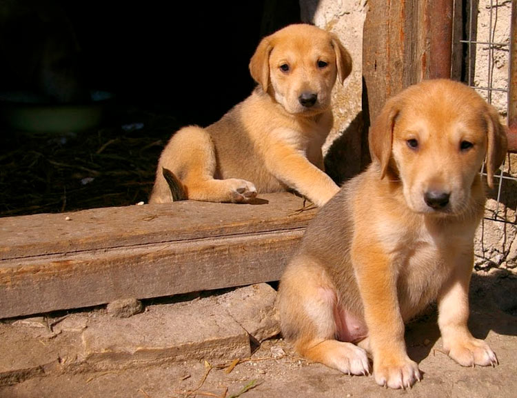 cachorros de sabueso ruso