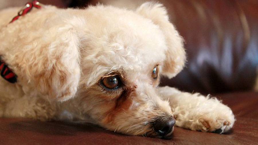 Causas de la aparición de manchas lagrimales en perros