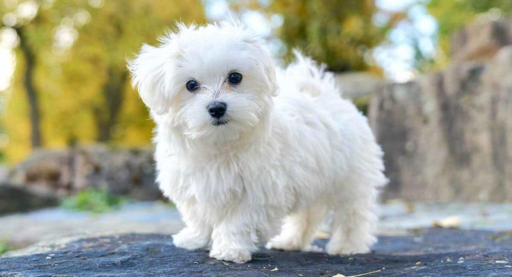 Cuidado de los ojos de un perro blanco