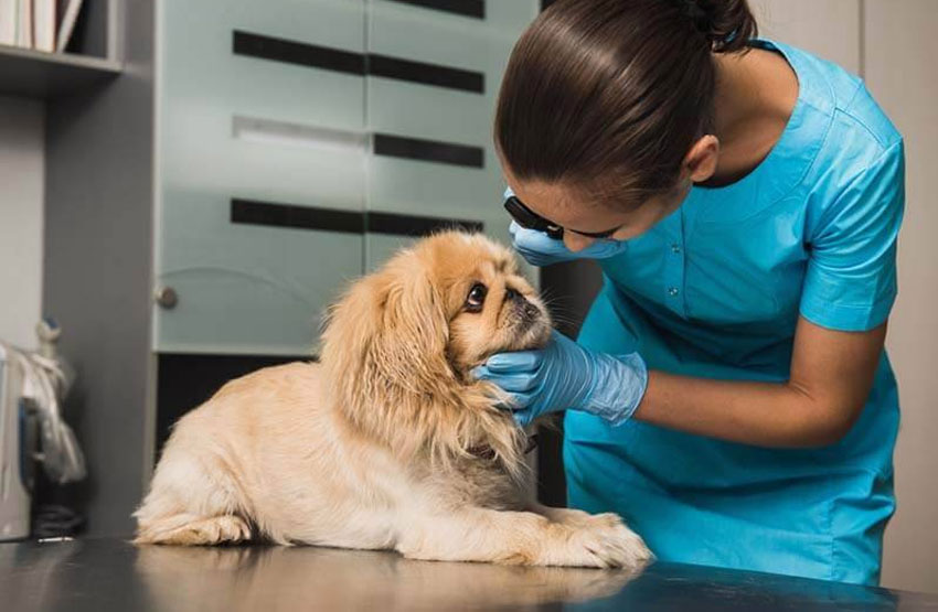 Examen de los ojos del perro