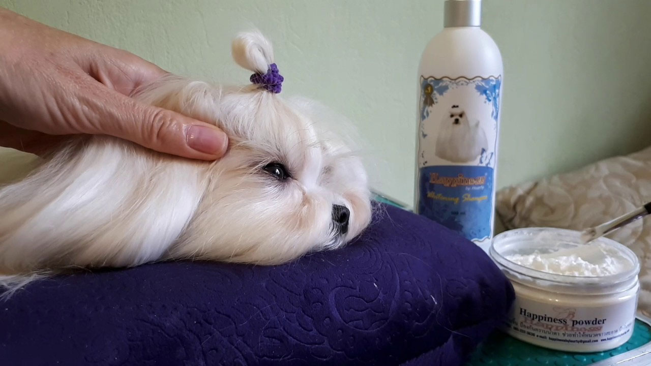 Cómo eliminar las manchas de lágrimas en un perro blanco