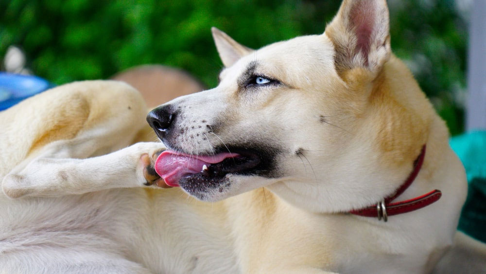 El perro se muerde y lame las patas