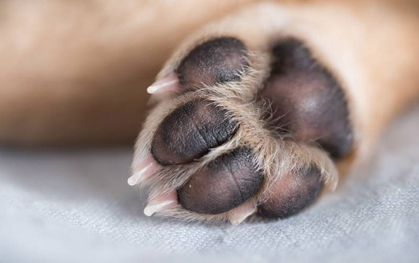 Características de las patas del perro