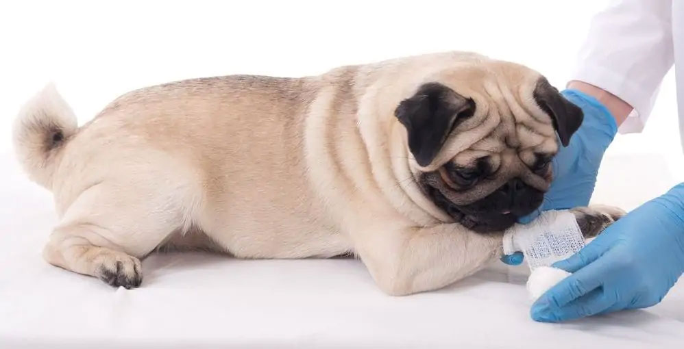 El perro se ha lesionado una pata