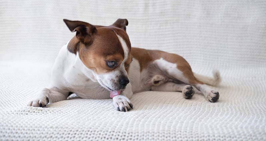 Hongos en las patas del perro