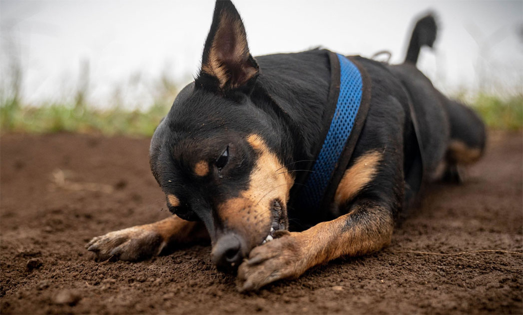 Lesiones y enfermedades de las patas en perros