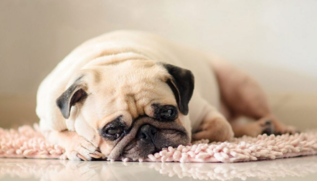 Qué hacer si el perro se muerde las patas por estrés