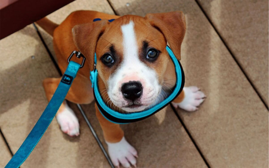 por qué el cachorro tiene miedo de pasear al aire libre