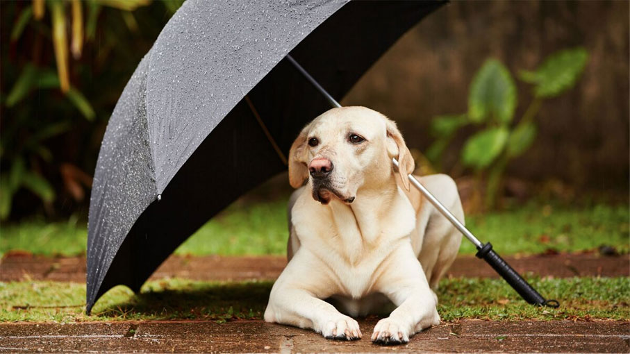El perro no quiere pasear con mal tiempo