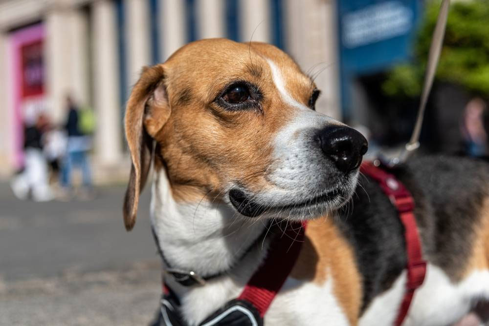 Por qué un perro puede tener miedo de pasear al aire libre