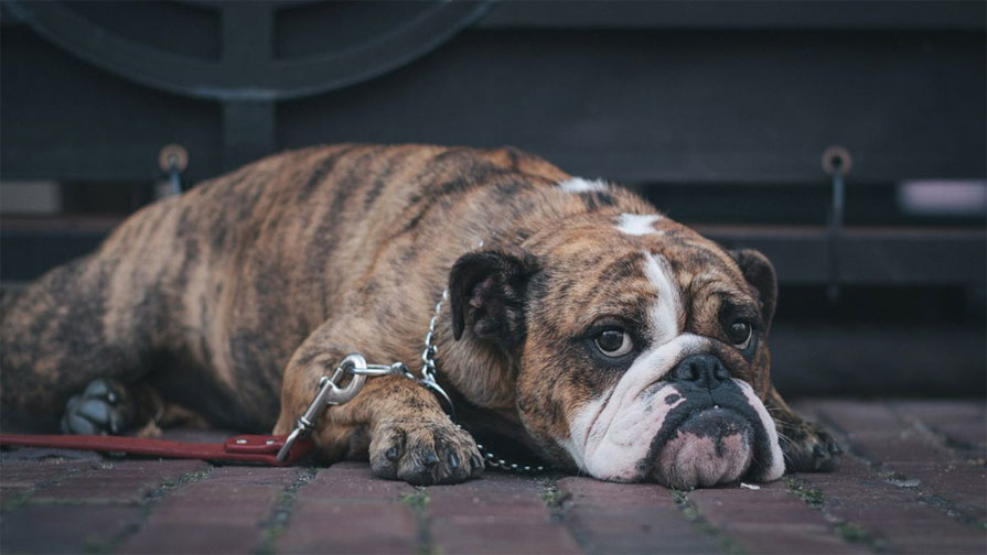 El perro no quiere pasear por malestar
