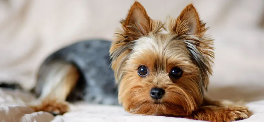 Por qué el perro puede no querer pasear