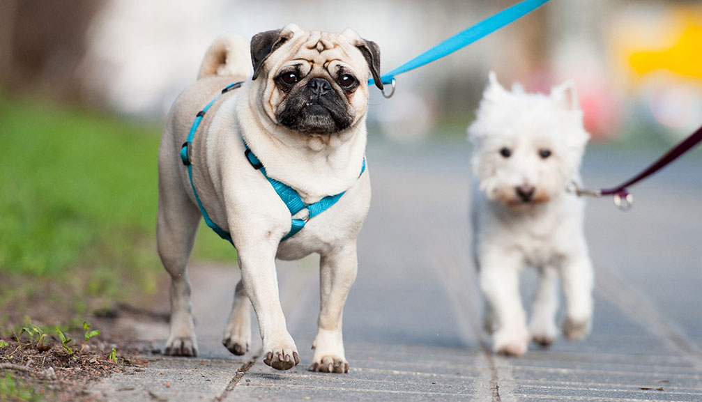 Por qué el perro no quiere pasear