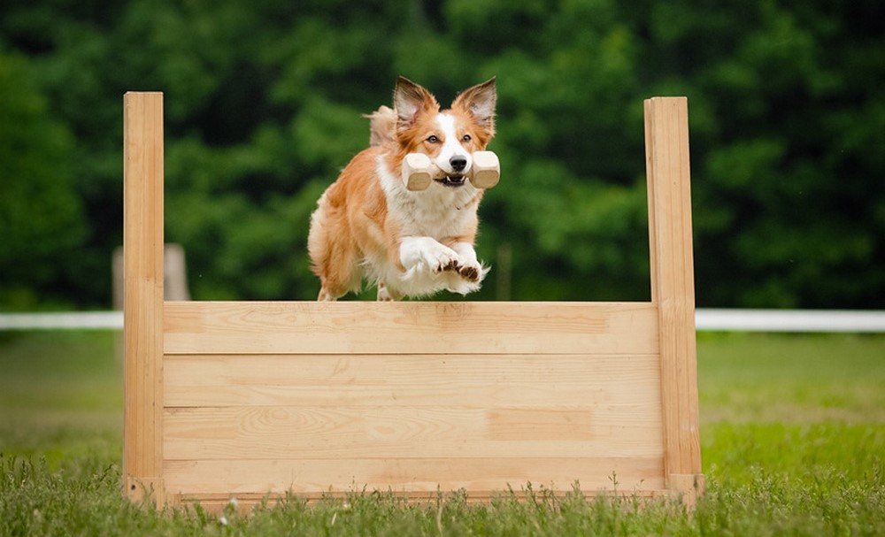 El perro y el obstáculo