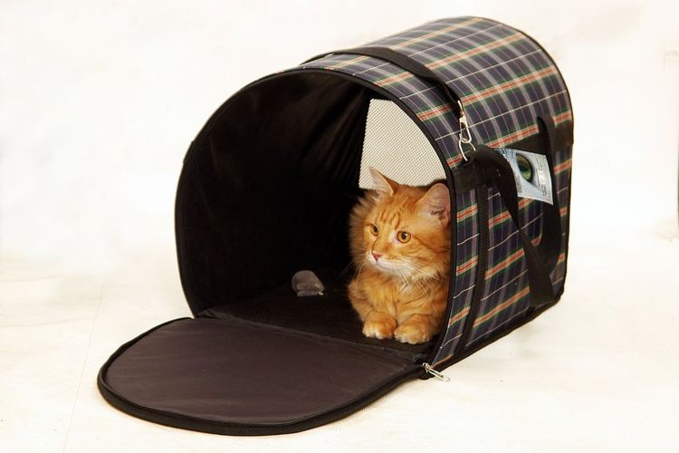 Gata en una bolsa de transporte suave