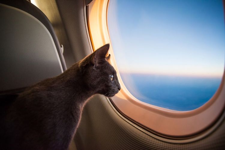 Gato en el avión