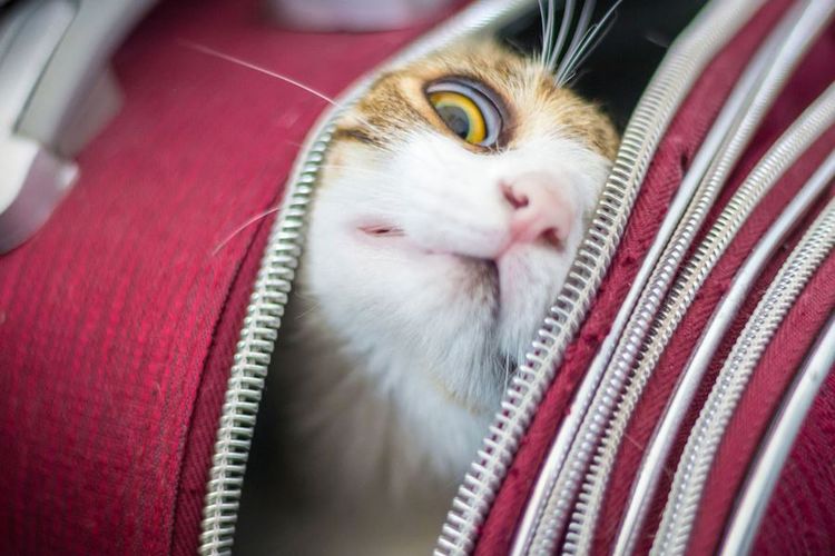 Gato en el transportín