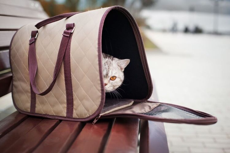 Bolsa de transporte para gatos