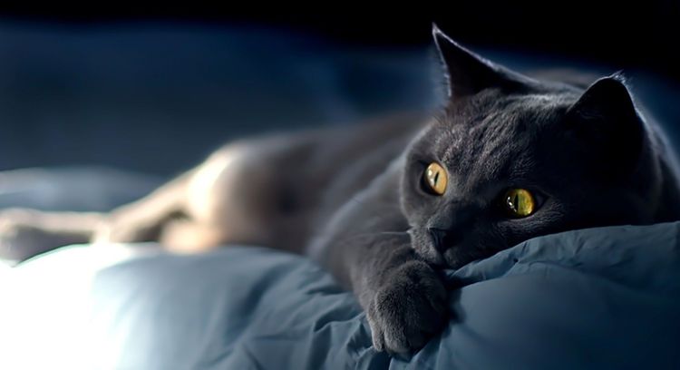 Gato con ojos amarillos