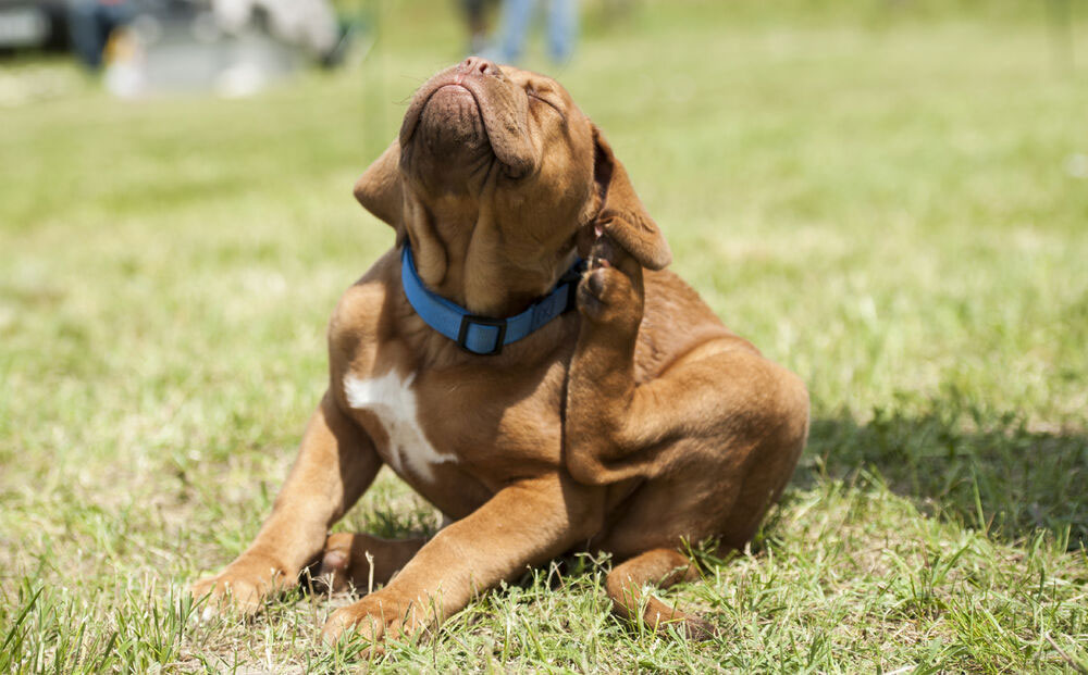 El perro se rasca la oreja con la pata