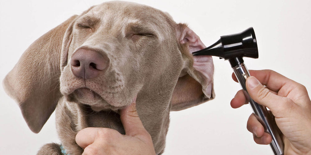 Métodos de diagnóstico del ácaro del oído en perros