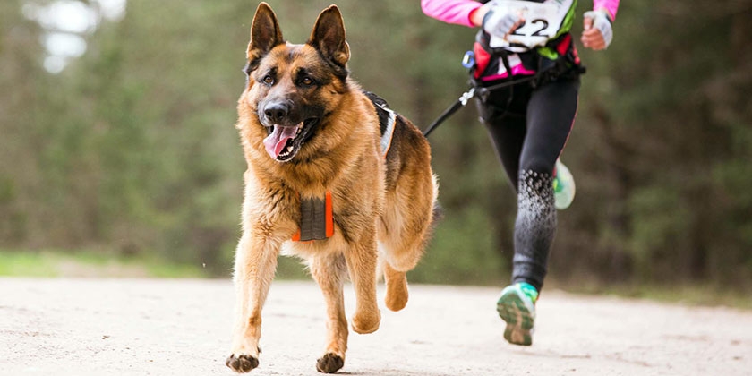Schäferhund läuft