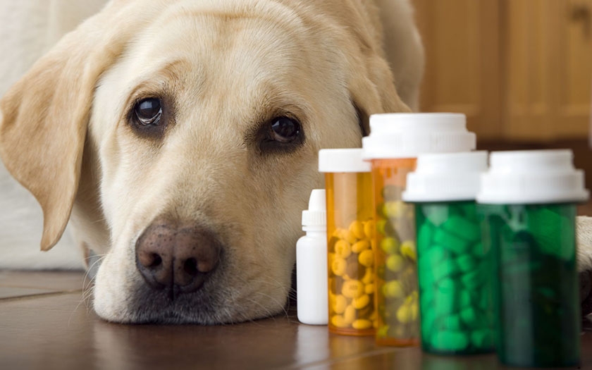 Präparate für Hunde mit Chondroitin