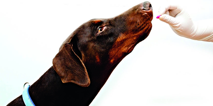Vitamine für Hunde für Gelenke