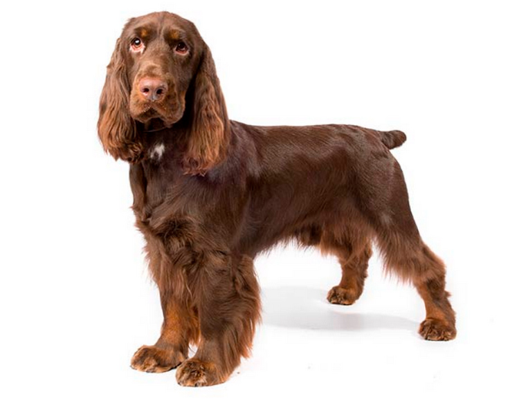 raza de perros Field Spaniel