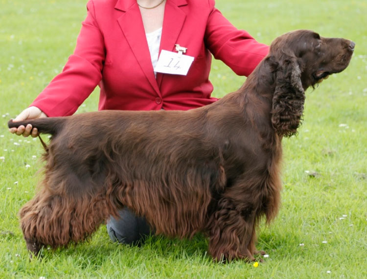 Field Spaniel