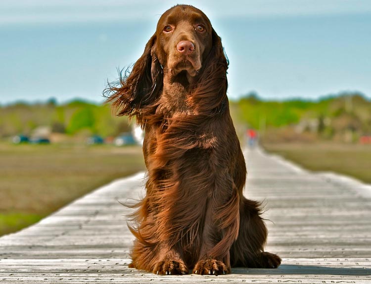 características de los Field Spaniel
