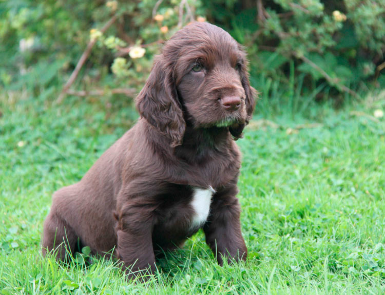 criadero de Field Spaniel