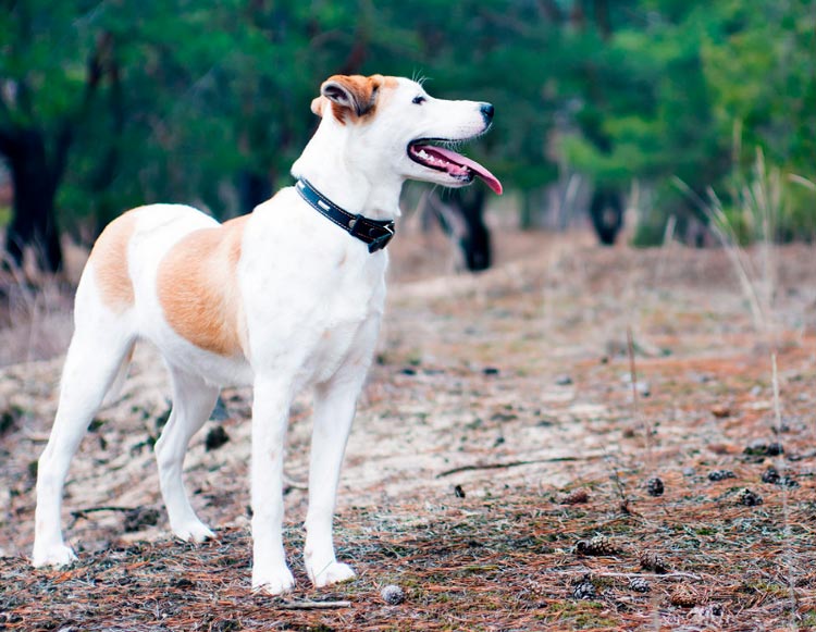 raza de perro Sabueso Istrio
